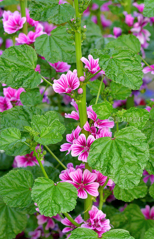 通常是Mallow / Malva Mauritiana / Malva Sylvestris